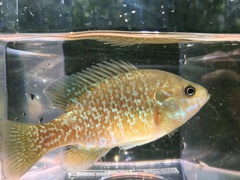 Lepomis megalotis × cyanellus