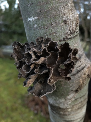 Powdered Moon Lichen