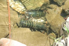 Cherax quadricarinatus