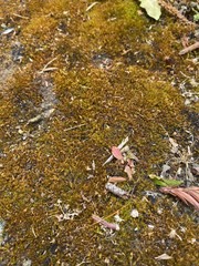 Dicranella rufescens