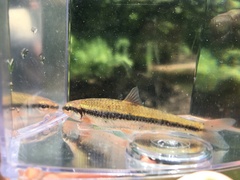 Notropis nubilus