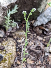 Cryptantha milobakeri