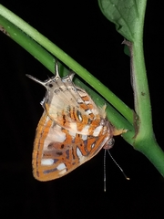 Sarota chrysus