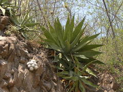 Agave xylonacantha