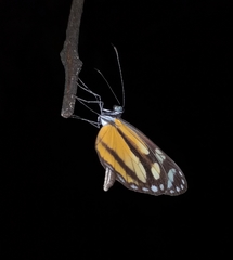 Dismorphia theucharila