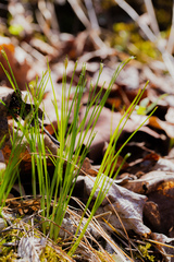 Trichophorum planifolium