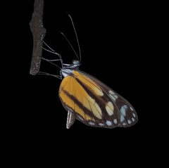 Dismorphia theucharila
