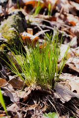 Trichophorum planifolium