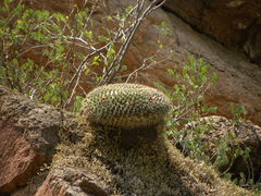 Mammillaria gigantea