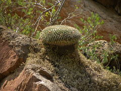 Mammillaria gigantea