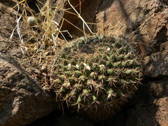 Mammillaria gigantea