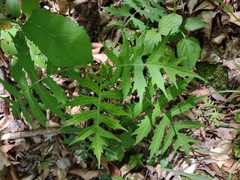 Polymnia laevigata