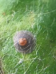 Chrysomphalus pinnulifer