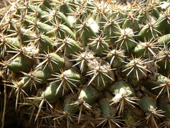 Mammillaria gigantea