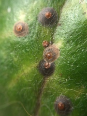 Chrysomphalus pinnulifer