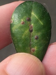 Chrysomphalus pinnulifer