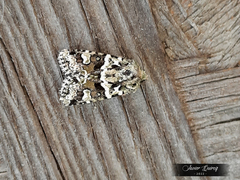 Lacinipolia strigicollis