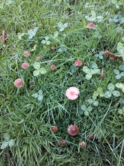 Panaeolus foenisecii
