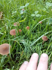 Panaeolus foenisecii