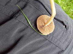 Panaeolus foenisecii