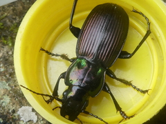 Megadromus speciosus