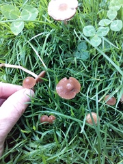 Panaeolus foenisecii