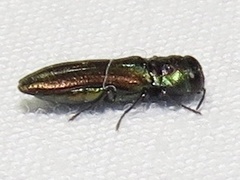 Agrilaxia