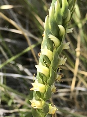 Spiranthes infernalis