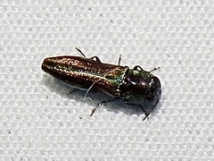Agrilaxia