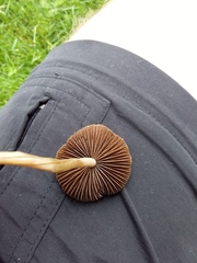 Panaeolus foenisecii