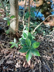 Alyxia ruscifolia