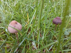 Panaeolus foenisecii