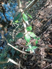 Alyxia ruscifolia