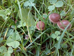 Panaeolus foenisecii
