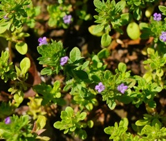 Pogogyne serpylloides