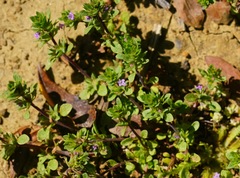 Pogogyne serpylloides