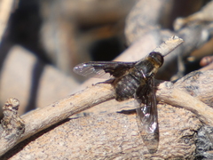 Hemipenthes seminiger