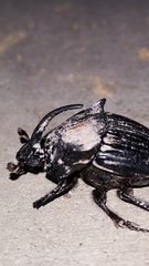 Phanaeus triangularis