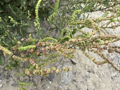Chenopodium acuminatum