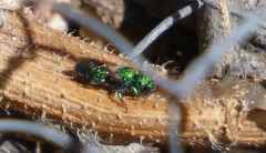 Hoplitis fulgida