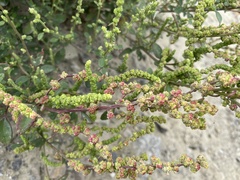 Chenopodium acuminatum