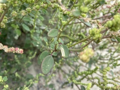 Chenopodium acuminatum