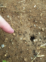Messor barbarus