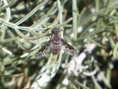 Diochanthrax morulus