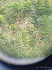 Nycticorax nycticorax
