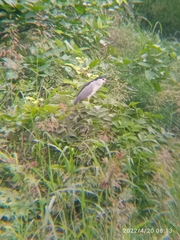 Nycticorax nycticorax
