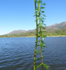 Myriophyllum quitense