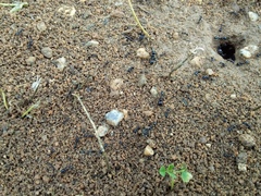 Messor barbarus