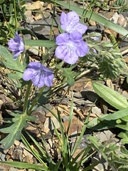 Phacelia hirsuta