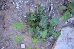 Maurandya antirrhiniflora